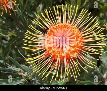 red orange pin cushion protea flower, close up with leaves and other flowers in background. Large fuzzy bee collecting pollen from the flower. Proteas Stock Photo