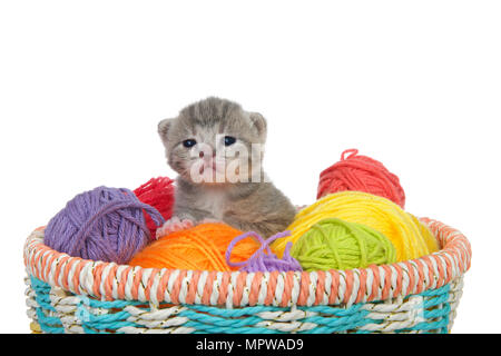 Three week old grey and white stripped tabby kitten sitting in a basket of yarn balls in multiple colors looking at viewer. Isolated on white backgrou Stock Photo