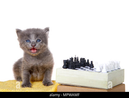 Tiny grey kitten sitting on a yellow blanket next to a tiny chess set, mouth open looking directly at viewer isolated on white background. Stock Photo