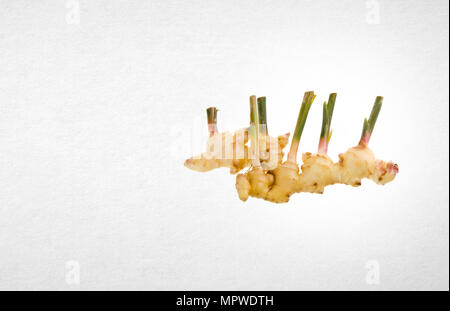 ginger or fresh ginger root on the background Stock Photo