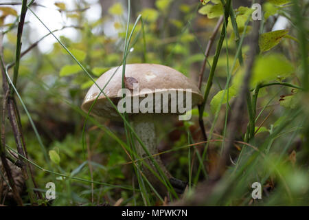 Brown birch boletes. Mushrooms in the woods, bushes and grass. Stock Photo