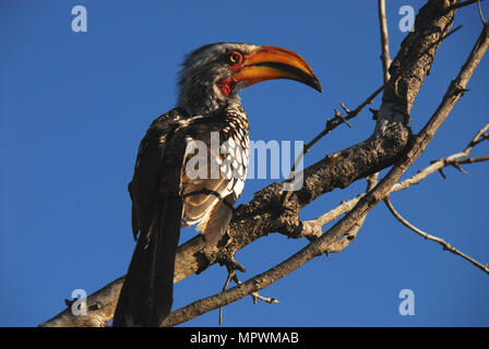 Photographed on safari in South Africa, near the border with Botswana. Stock Photo