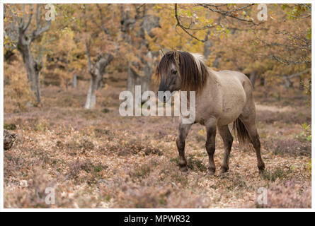 Tarpan stallion or Konik horses in autumnal landscape Stock Photo