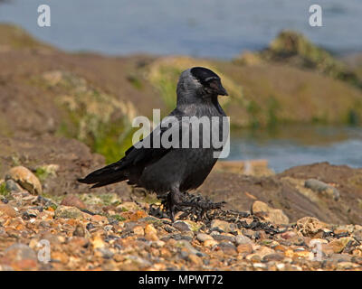 Western jackdaw standing Stock Photo