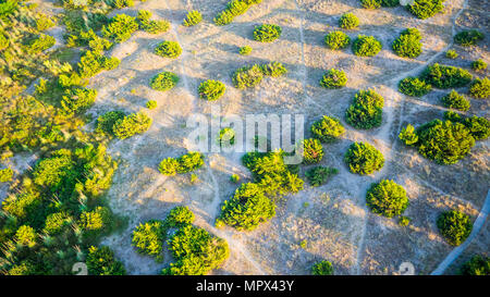 Bird's eye view of a path tthrought the dune with wild flora in tuscany near Viareggio, italy Stock Photo