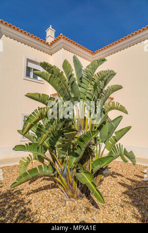 large Strelitzia nicolai, white bird of paradise plant with banana-like leaves in front of a villa Stock Photo