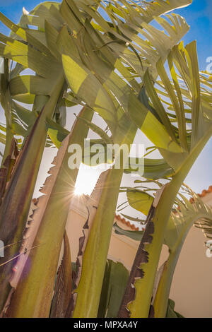 Sunlight through the banana-like leaves of a large Strelitzia nicolai, white bird of paradise plant Stock Photo