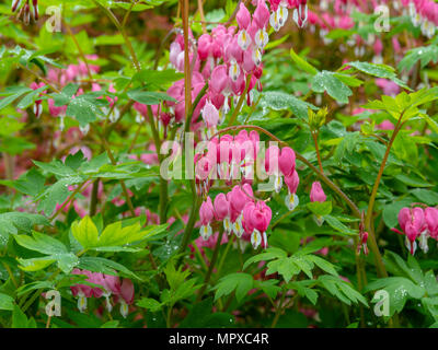 Image of Bleeding Heart blossoms (Lamprocapnos spectabilis). Fitchburg, Wisconsin, USA. Stock Photo