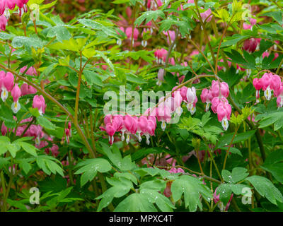 Image of Bleeding Heart blossoms (Lamprocapnos spectabilis). Fitchburg, Wisconsin, USA. Stock Photo