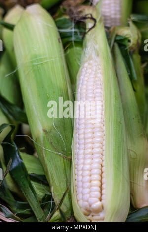 Fresh ears of white corn one peeled open showing kernels on the cob Stock Photo