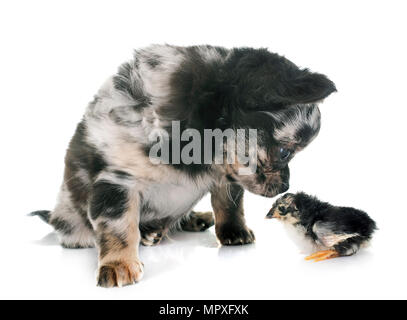 puppy chihuahua and chick in front of white background Stock Photo