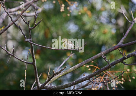 female serin bird Latin name serinus serinus singing and dancing in a tree in spring in central Italy Stock Photo