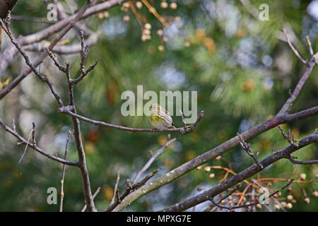 female serin bird Latin name serinus serinus singing and dancing in a tree in spring in central Italy Stock Photo