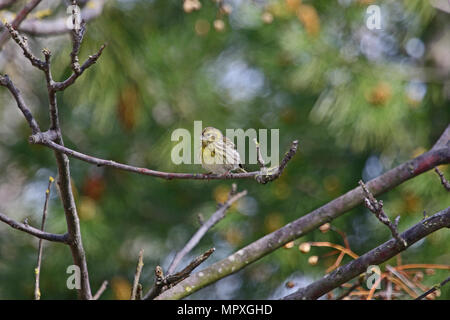 female serin bird Latin name serinus serinus singing and dancing in a tree in spring in central Italy Stock Photo