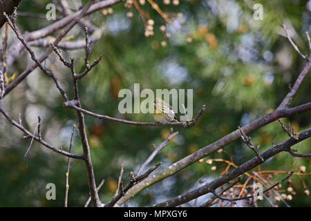 female serin bird Latin name serinus serinus singing and dancing in a tree in spring in central Italy Stock Photo