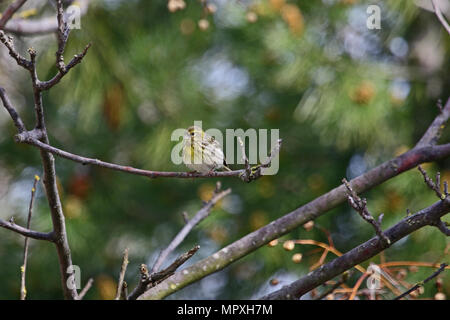 female serin bird Latin name serinus serinus singing and dancing in a tree in spring in central Italy Stock Photo