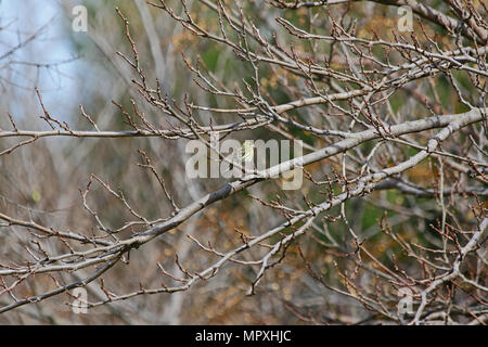 female serin bird Latin name serinus serinus singing and dancing in a tree in spring in central Italy Stock Photo