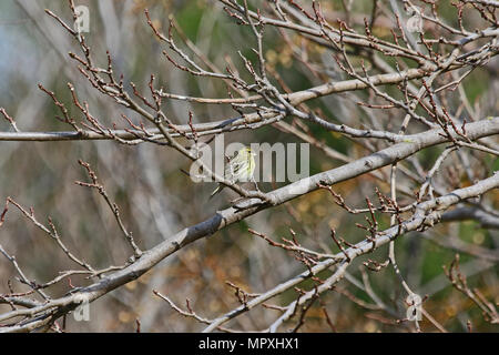 female serin bird Latin name serinus serinus singing and dancing in a tree in spring in central Italy Stock Photo