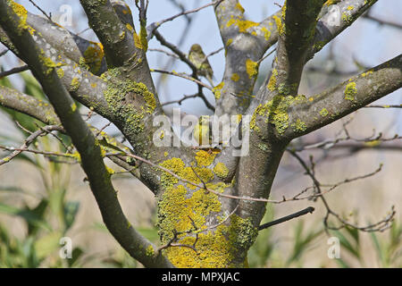 male serin bird Latin name serinus serinus eating insects from a spider web in a tree in spring in central Italy with a female serin behind him Stock Photo