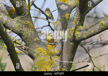 male serin bird Latin name serinus serinus eating insects from a spider web in a tree in spring in central Italy with a female serin behind him Stock Photo