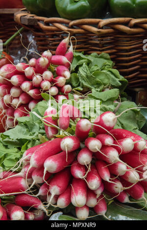 freshly picked or cut radishes with the stems and leaves greens still attached in bunches for sale on a fruit and vegetables stall on borough market. Stock Photo
