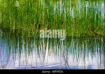 Close up of water, reflecting reeds in a wetland setting Stock Photo