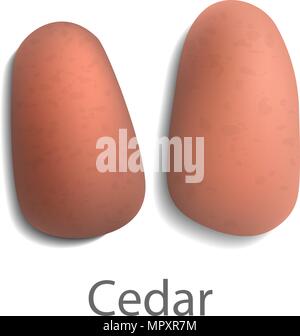 Cedar mockup, realistic style Stock Vector