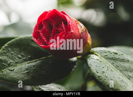 Close-up of wet red rose blooming outdoors Stock Photo