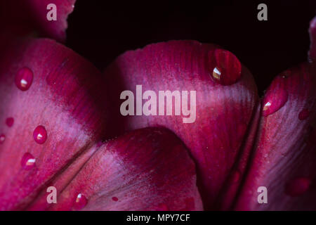 Close-up of water drops on tulips over black background Stock Photo
