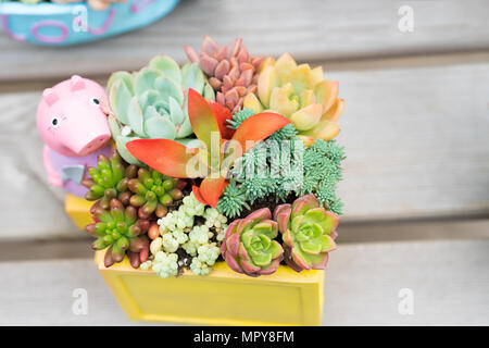 colorful cactus in the pot top view on the wooden table backgrounds. spring flower concept Stock Photo