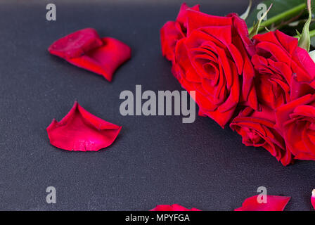 Red rose and petals on the black background Stock Photo