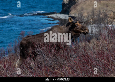 Scruffy looking bull moose surviving a harsh Canadian winter Stock Photo