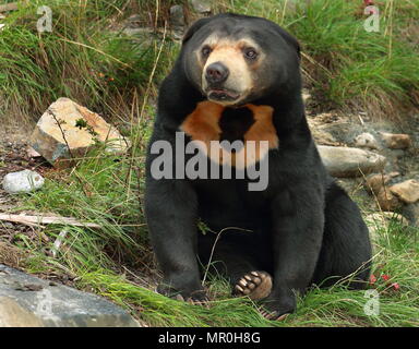 Close up image of a Sun Bear (Helarctos malayanus) Stock Photo