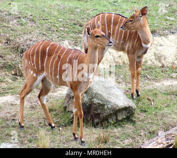 The nyala (Nyala angasii or Tragelaphus angasii), also called inyala, is a spiral-horned antelope native to southern Africa. Stock Photo