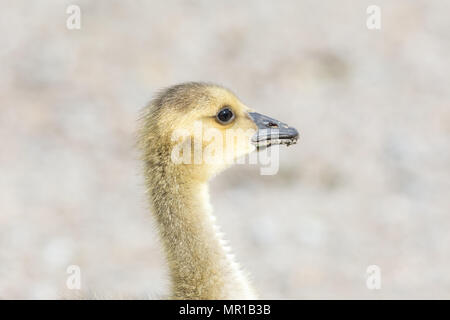 Canada goose baby at  Vancouver BC Canada Stock Photo