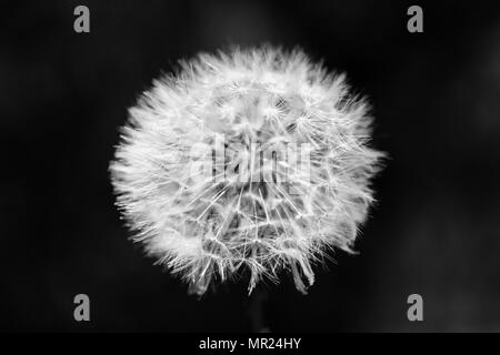 Close-up of dandelion head (Taraxacum) showing seeds and filaments with bokeh background Stock Photo