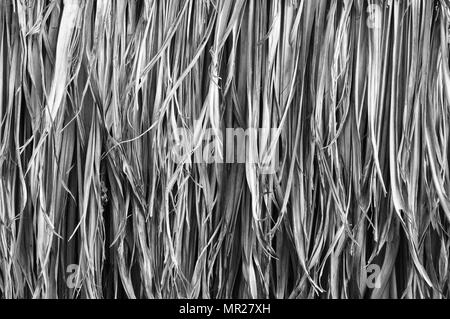 thatch roof background, black and white image Stock Photo