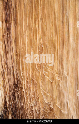 exposed and worn bristlecone pine wood background texture Stock Photo