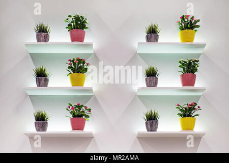 Composition of flowers on white wall background. Various flowers in a small pot. Shelves white with backlight. Stock Photo