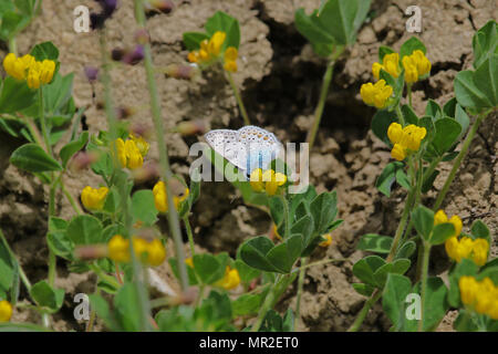 baton blue butterfly Latin name pseudophilotes baton confusable with a common or eros blue polyommatus icarus or eros on a yellow trefoil flower Stock Photo