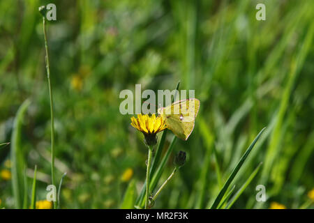 male clouded yellow butterfly Latin name colias crocea not hyale from the pieridae family on a prickly sow thistle flower in springtime in Italy Stock Photo