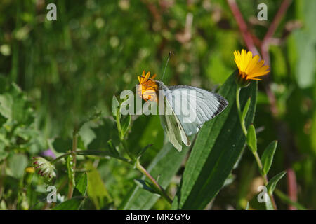 male large white butterfly Latin pieris brassicae feeding on a field marigold flower sometimes calle Mary's gold Latin calendula arvensis in spring in Stock Photo