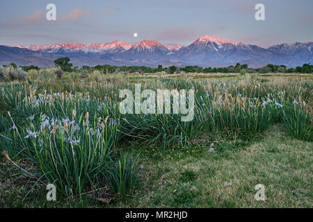 wild iris blooming in a field with mountain sunrise and moonset in the distance Stock Photo