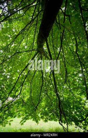 Acer macrophyllum, Bigleaf Mapleac Stock Photo