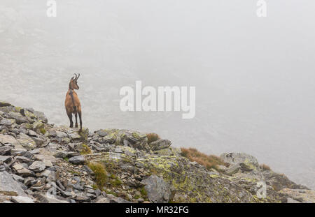 chamois in fog. mountain wilderness. Fagaras mountain Romania Stock Photo