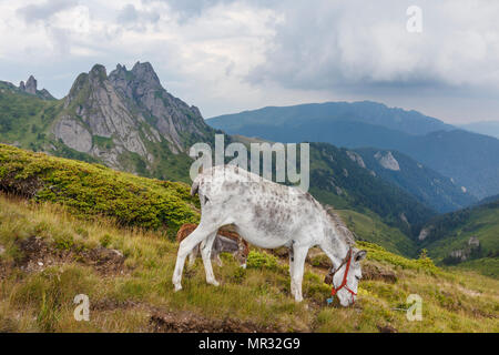 Donkey grazing on the grass in the Carpathian mountains, Romania Stock Photo