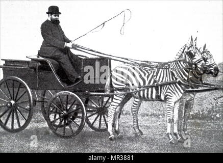 Photograph of Lionel de Rothschild driving a team of zebras. Lionel de Rothschild (1808-1879) a British banker, politician and philanthropist who was a member of the prominent Rothschild banking family. Dated 19th century Stock Photo