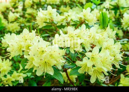 Pale yellowish green rhododendron flowers on a sunny day. Stock Photo