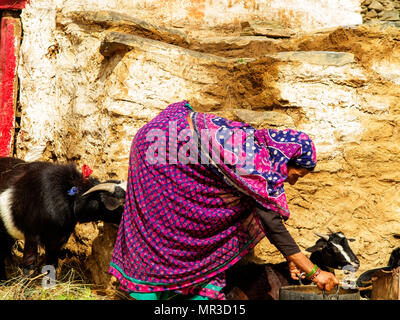 Indian womans at their daily routine at remote Sanouli Village, where Jim Corbett shot the Panar maneating leopard, Kumaon Hills, Uttarakhand, India Stock Photo