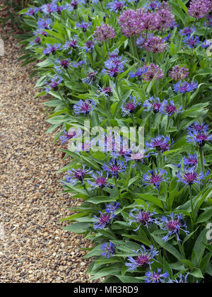 Centaurea montana perennial cornflower in bloom  Norfolk May Stock Photo